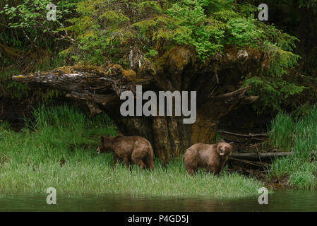 Brown bear, grizzly bear (Ursus arctos) cubs in the Khutzeymateen Grizzly Sanctuary, British Columbia, Canada Stock Photo