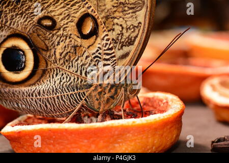 Cream Owl butterfly feeding on fruit Stock Photo