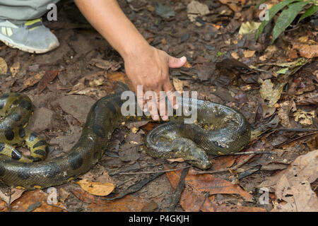 A local guide with a wild green anaconda, Eunectes murinus, Amazon National Park, Loreto, Peru Stock Photo