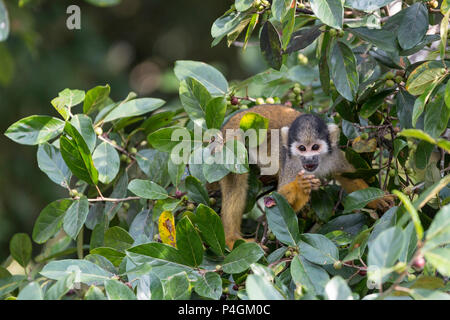 Adult common squirrel monkey, Saimiri sciureus, feeding in the Pacaya-Samiria Nature Reserve, Loreto, Peru Stock Photo