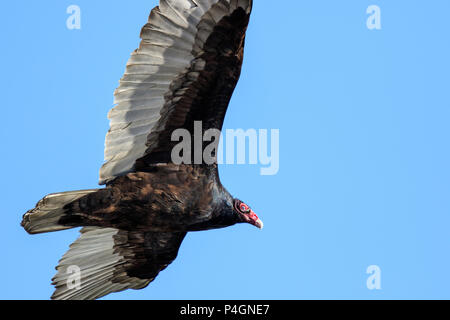 Turkey vulture (Cathartes aura) soaring against a blue sky Stock Photo
