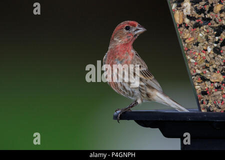 Male house finch (Haemorhous mexicanus) on feeder Stock Photo