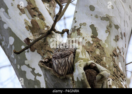 Female barred owl (Strix varia) on next in sycamore tree Stock Photo