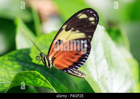 Postman butterfly (Heliconius melpomene) Stock Photo