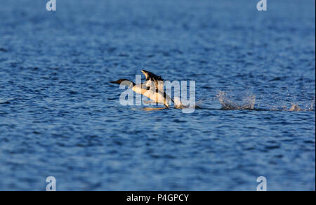 Common loon ( Gavia immer) taking off. Stock Photo