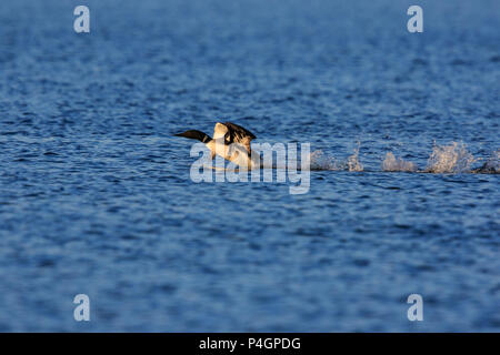 Common loon ( Gavia immer) taking off. Stock Photo