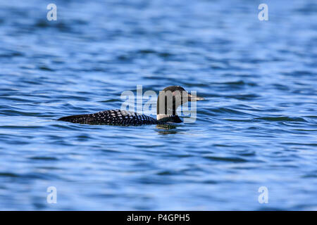 common loon or great northern diver (Gavia immer) swimming in a lake Stock Photo