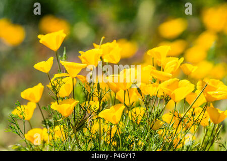 field of Glowing Mexican Gold Poppies close up view near Bartlett Lake in Tonto National Forest Arizona Stock Photo