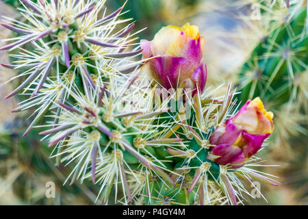 Close up view of purple cholla cactus flowers in the New Water Mountain area south of I10 at Exit 26, east of Quartzsite, Arizona. Stock Photo