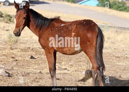 Wild horses of Nevada, American wild mustang horses in the high desert ...