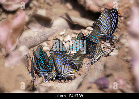 Group of colorful butterflies are below the ground to absorb water and look for food, this is the insect formed from deep pupa in nature. Stock Photo