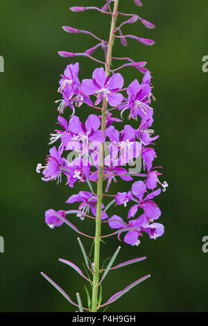 flowers of willow-herb (Ivan-tea) on green blurred background Stock Photo