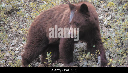 Brown colored black bear just out from hibernation, near Big Oliver