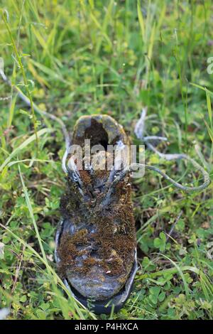 A hiking shoe covered in moss. Stock Photo