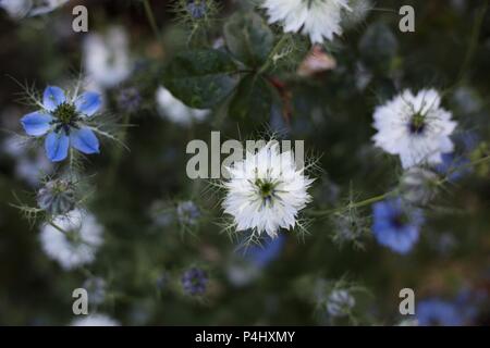 Nigella damascena flowers at Owen Rose Garden in Eugene, Oregon, USA. Stock Photo