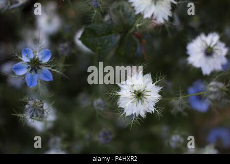 Nigella damascena flowers at Owen Rose Garden in Eugene, Oregon, USA. Stock Photo