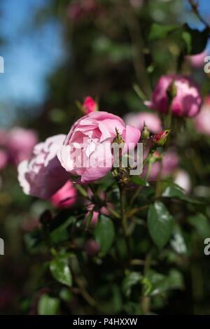 Pink roses at Owen Rose Garden in Eugene, Oregon, USA. Stock Photo