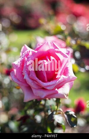 We Salute You roses at Owen Rose Garden in Eugene, Oregon, USA. Stock Photo