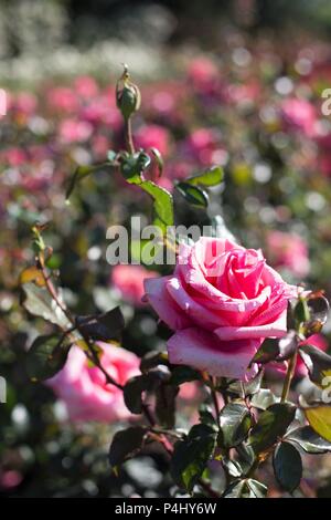 We Salute You roses at Owen Rose Garden in Eugene, Oregon, USA. Stock Photo