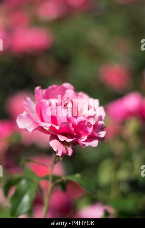 A Tequila Supreme rose at Owen Rose Garden in Eugene, Oregon, USA. Stock Photo