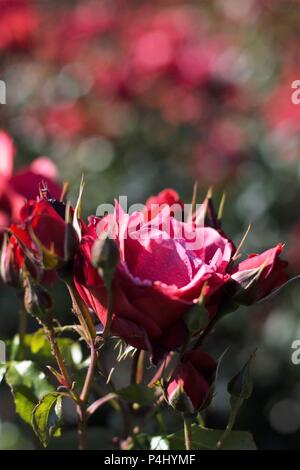 Hot Cocoa roses at Owen Rose Garden in Eugene, Oregon, USA. Stock Photo