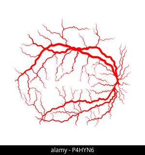 eye vein system x ray angiography vector design isolated on white Stock Vector