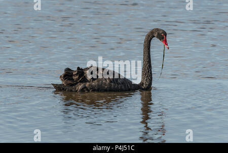 The Black Swan is a large aquatic bird found in estuaries and waterways of Australia,and it is the state emblem of Western Australia. Stock Photo