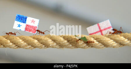 Leaf Cutter ants at Cannon Hall Farm in Yorkshire race along a rope carrying flags to predict the outcome of the World Cup match between England and Panama. The ants set off from the middle of a 36 metre length of rope, Racing to see which team would be first to carry their flag back to the queen in their nest, with the England supporting ants being first to make it home, predicting a victory for England in their match on Sunday. Stock Photo