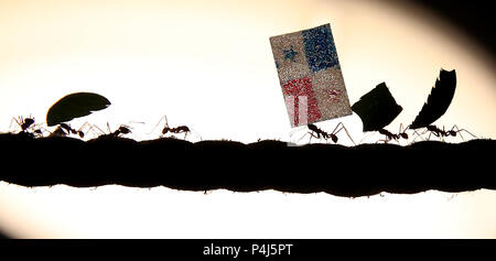 Leaf Cutter ants at Cannon Hall Farm in Yorkshire race along a rope carrying flags to predict the outcome of the World Cup match between England and Panama. The ants set off from the middle of a 36 metre length of rope, Racing to see which team would be first to carry their flag back to the queen in their nest, with the England supporting ants being first to make it home, predicting a victory for England in their match on Sunday. Stock Photo