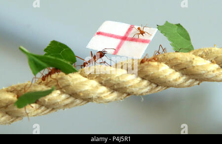Leaf Cutter ants at Cannon Hall Farm in Yorkshire race along a rope carrying flags to predict the outcome of the World Cup match between England and Panama. The ants set off from the middle of a 36 metre length of rope, racing to see which team would be first to carry their flag back to the queen in their nest, with the England supporting ants being first to make it home, predicting a victory for England in their match on Sunday. Stock Photo