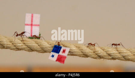 Leaf Cutter ants at Cannon Hall Farm in Yorkshire race along a rope carrying flags to predict the outcome of the World Cup match between England and Panama. The ants set off from the middle of a 36 metre length of rope, Racing to see which team would be first to carry their flag back to the queen in their nest, with the England supporting ants being first to make it home, predicting a victory for England in their match on Sunday. Stock Photo