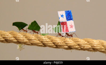 Leaf Cutter ants at Cannon Hall Farm in Yorkshire race along a rope carrying flags to predict the outcome of the World Cup match between England and Panama. The ants set off from the middle of a 36 metre length of rope, racing to see which team would be first to carry their flag back to the queen in their nest, with the England supporting ants being first to make it home, predicting a victory for England in their match on Sunday. Stock Photo