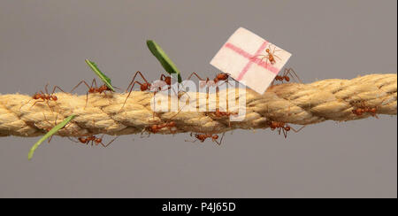 Leaf Cutter ants at Cannon Hall Farm in Yorkshire race along a rope carrying flags to predict the outcome of the World Cup match between England and Panama. The ants set off from the middle of a 36 metre length of rope, racing to see which team would be first to carry their flag back to the queen in their nest, with the England supporting ants being first to make it home, predicting a victory for England in their match on Sunday. Stock Photo
