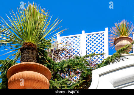 Beautiful potted yucca palm (Yucca filamentosa) in Capri town, Italy Stock Photo