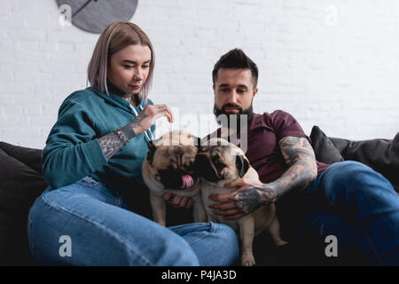 tattooed couple sitting on sofa with two pug dogs at home Stock Photo