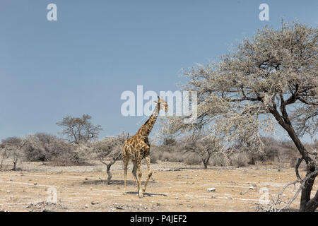 A lonely male giraffe (Giraffa camelopardalis angolensis) roaming in Damaraland, Namibia. Self-drive safari Stock Photo