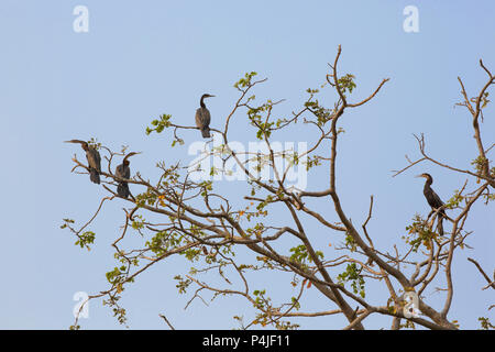 Birds in tree, floodplain in Botswana's Okavango delta Stock Photo