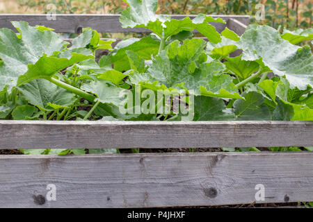 Plants grow in high beds in the garden. Young vegetable plants Squash, vegetable marrow in spring, early summer. Country style. Stock Photo