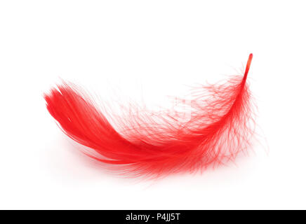 Red feather on white background Stock Photo