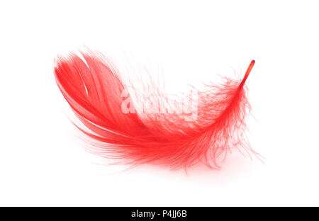 Red feather on white background Stock Photo