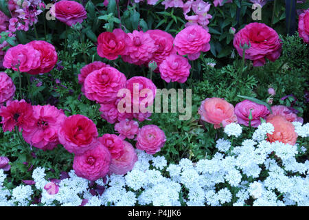 A flower bed filled with blooming pink and peach Ranunculus, pink Snapdragons and white Candytuft flowers in full bloom in the spring