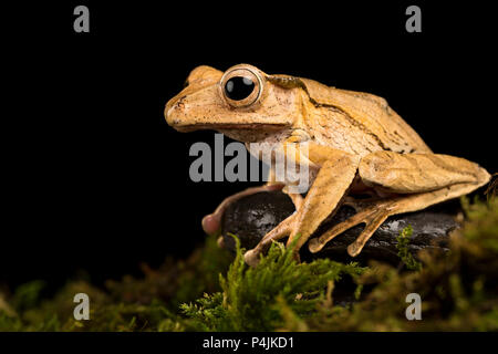 Borneo Eared Frog Stock Photo