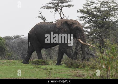 Large lone African Bull Elephant wondering across the Olare Motorogi Conservancy, Maasai Mara, Kenya. Large intact tusks. Genus Loxodonta Stock Photo