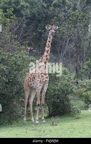The Maasai giraffe (Giraffa camelopardalis tippelskirchii), also called Kilimanjaro giraffe. Picture taken in the valley at Mahali Mzuri, Maasai Mara. Stock Photo