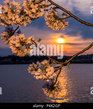 Cherry Blossom Tree Limb with Blooms at Sunset in Washington DC Harbor Stock Photo