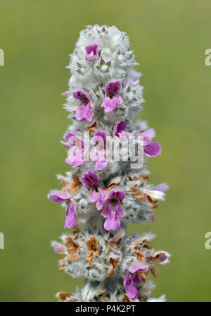 Lambs Ear - Stachys byzantina native to Turkey, Armenia, and Iran but widely grown in gardens Stock Photo