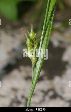Starved Wood-sedge - Carex depauperata  Very rare plant found on the Mendip Hills, Somerset Stock Photo