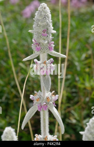 Lambs Ear - Stachys byzantina native to Turkey, Armenia, and Iran but widely grown in gardens Stock Photo