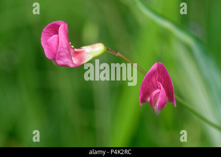 Grass Vetchling - Lathyrus nissolia Two Pink Flowers Stock Photo