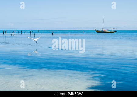 Great Egret Flying over the Caribbean Sea on a Sunny Day Stock Photo